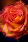 Colorado-Fort Collins Rose close-up Art Print